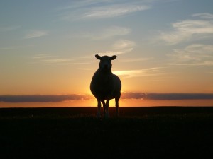 sunset-50494_1280
