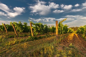 Vineyard