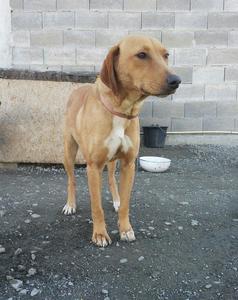 Cyprus Dog