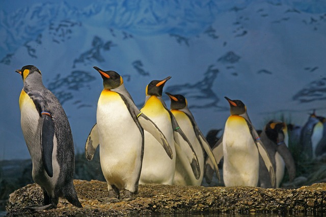 Penguins