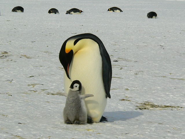 Adult penguin and fledgling